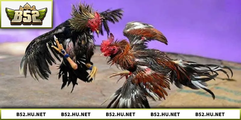 Theo dõi trực tiếp đá gà Mỹ Thomo an toàn, minh bạch