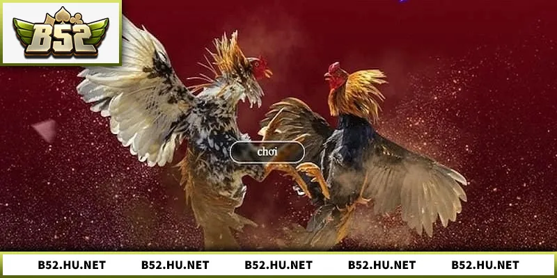 Trực Tiếp Đá Gà Mỹ Thomo – Trải Nghiệm Cá Cược Chuyên Nghiệp